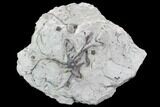 Wide Crinoid (Eucalyptocrinus) Holdfast - Indiana #106275-2